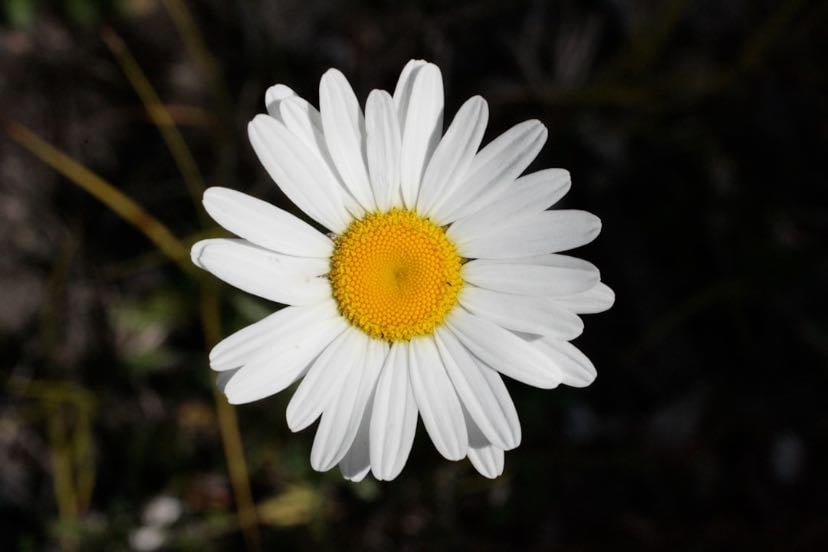 Floricienta
