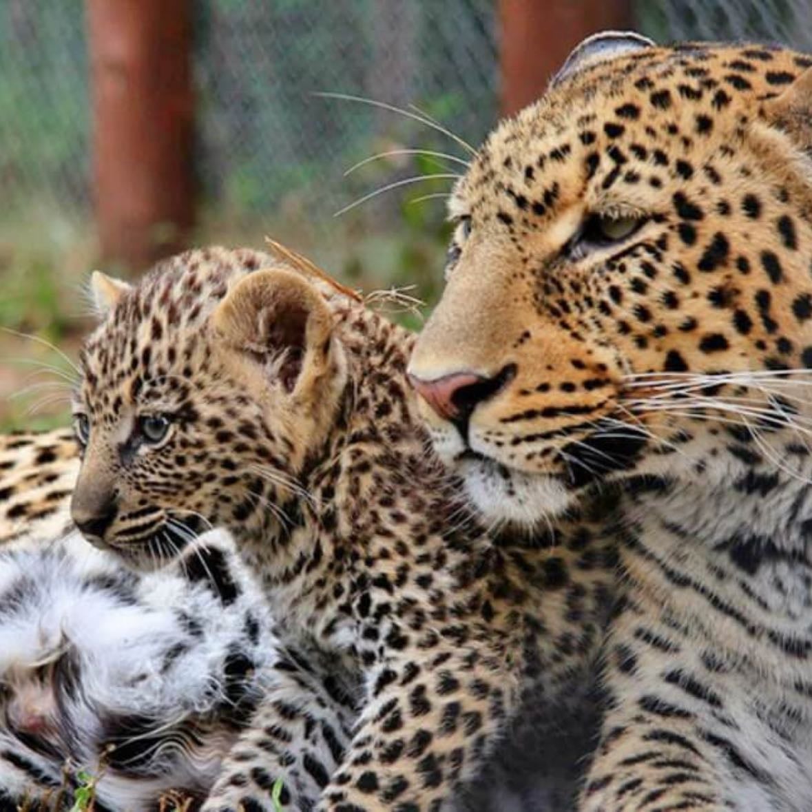 videos of suffering animals - i’m bawling