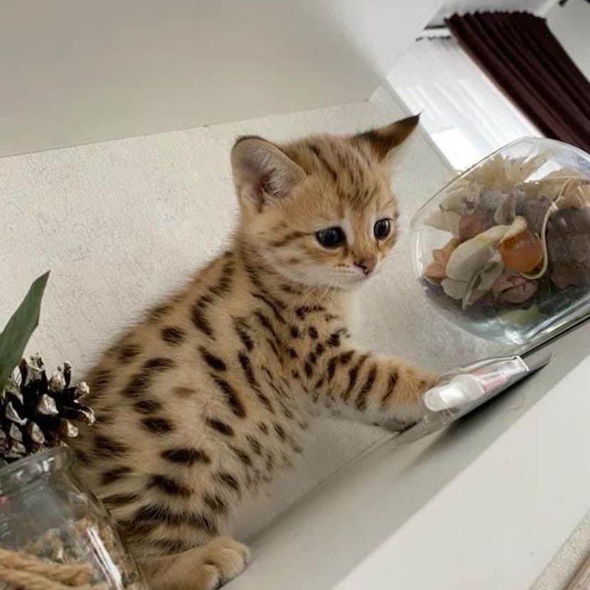 Get a kitten
