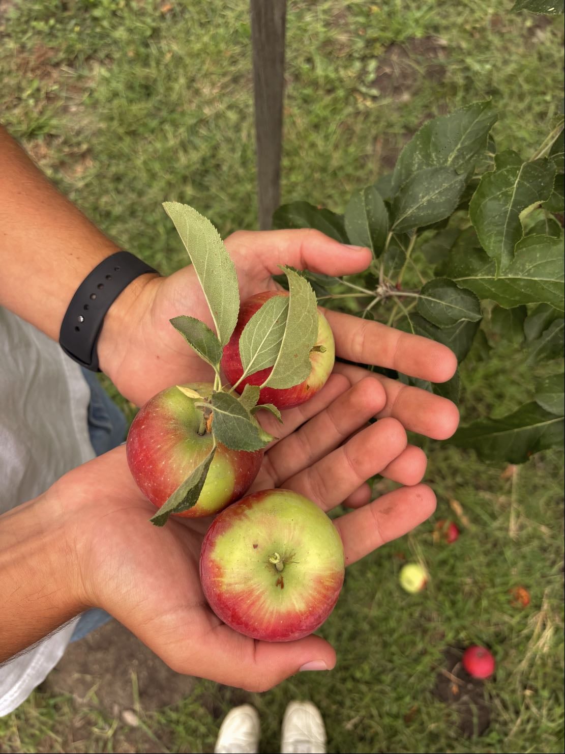 apple picking