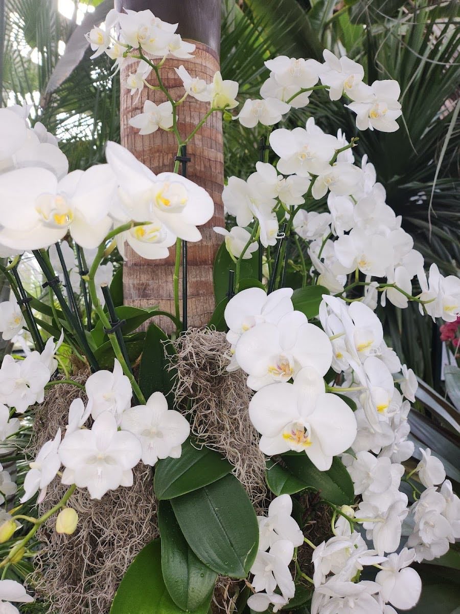 Orchid Show, NYBG