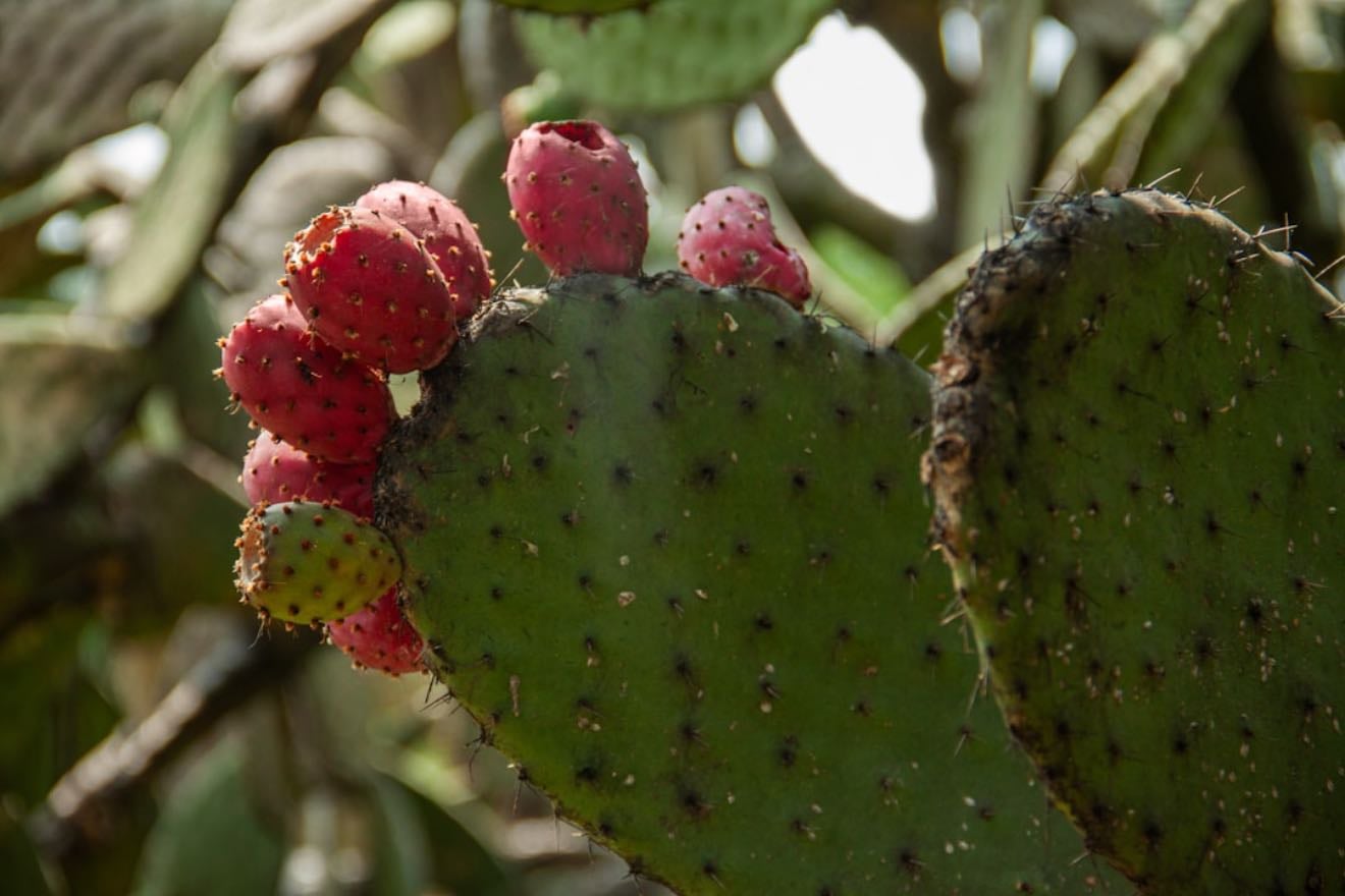 nopales