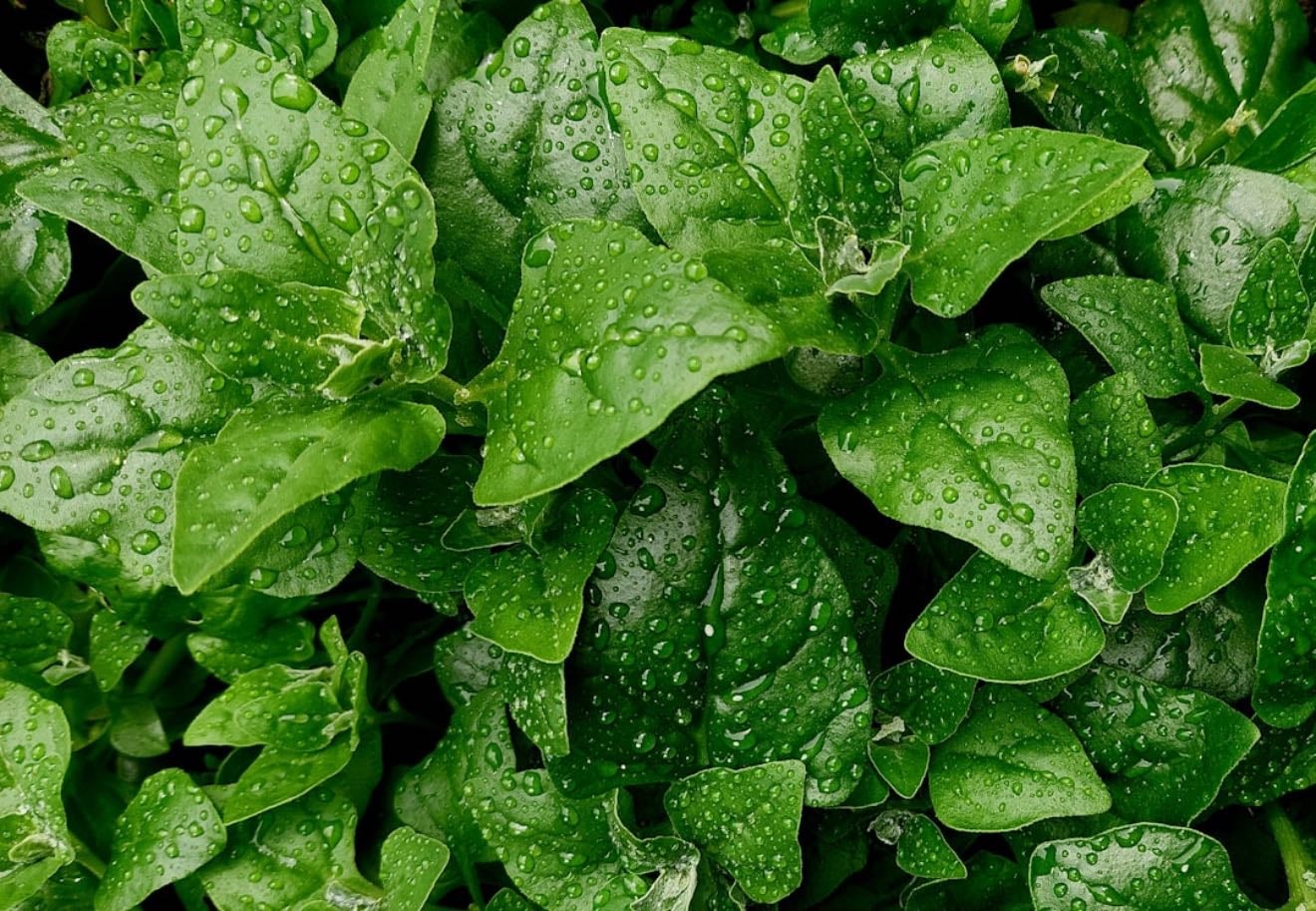 espinaca