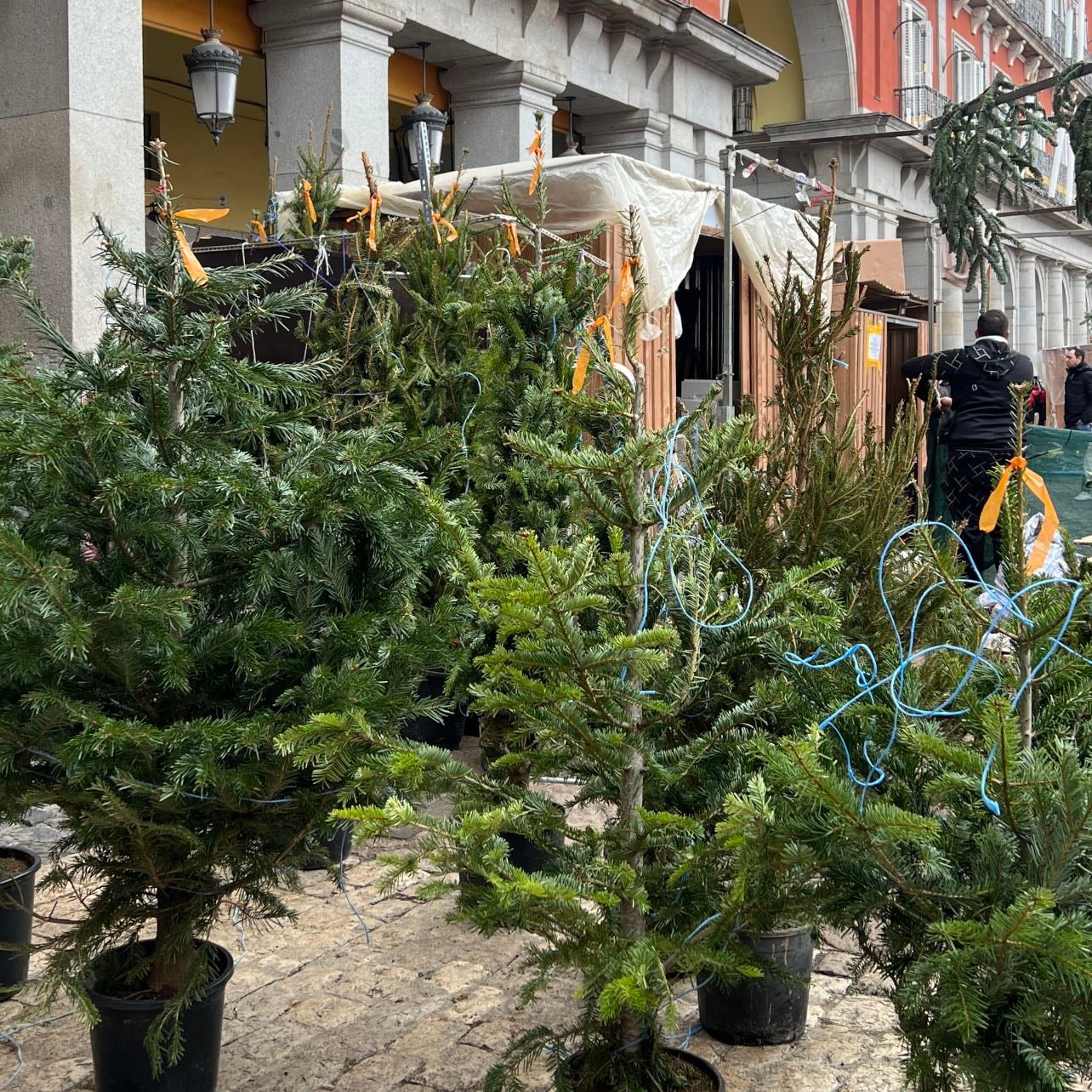 Find a tree at Plaza Mayor