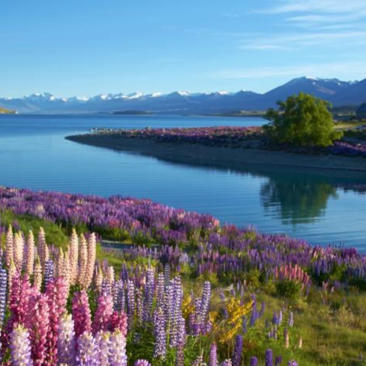 Lago Tékapo - New Zealand
