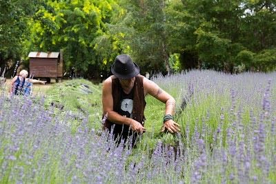 Lavandula Swiss Italian Farm