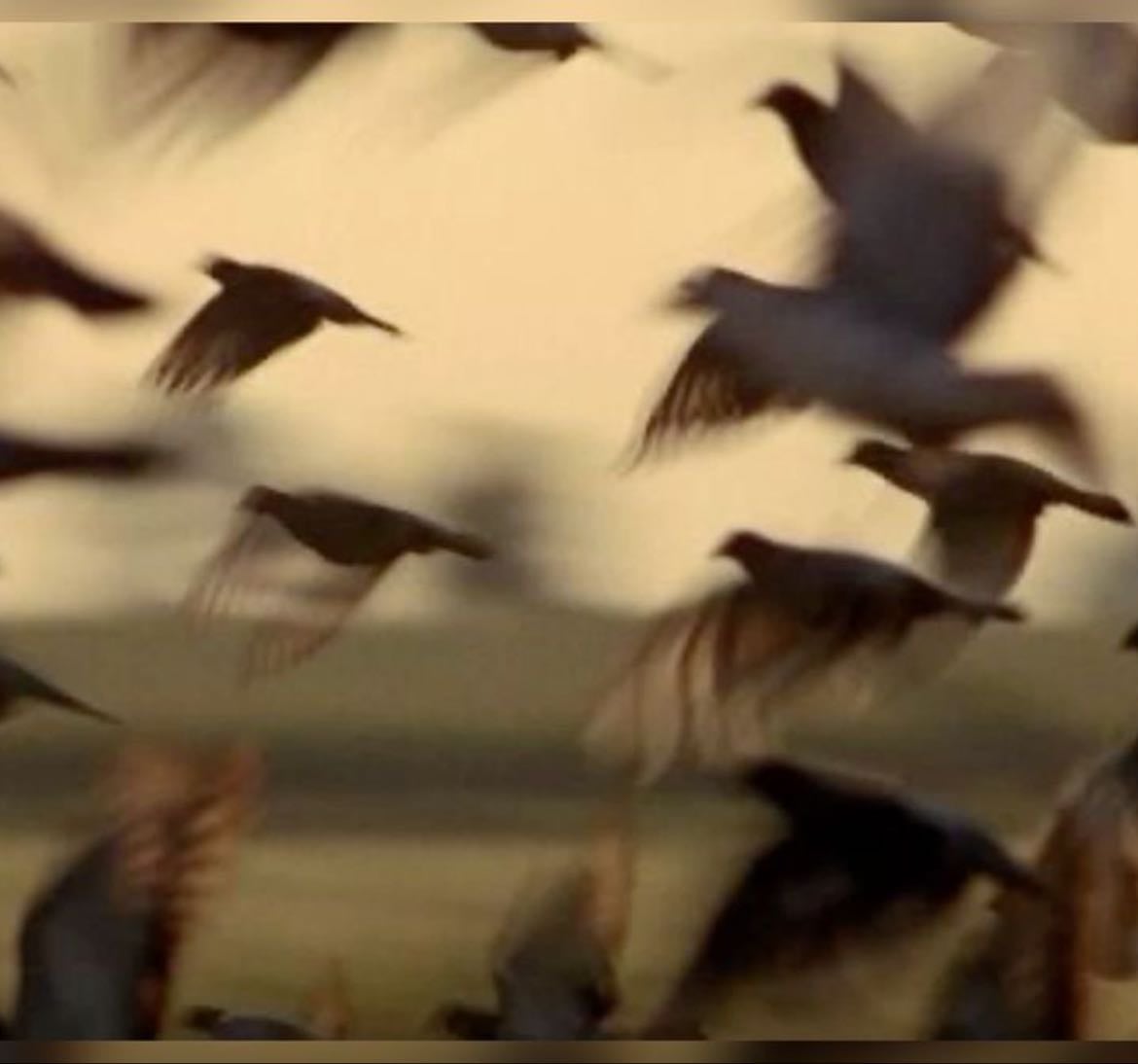 video essays - Links hypelist by maitri
