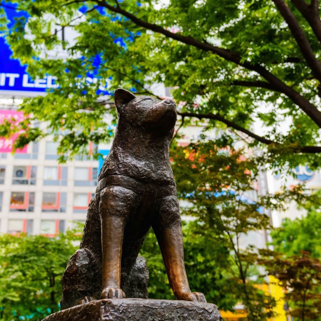 Hachiko Statue
