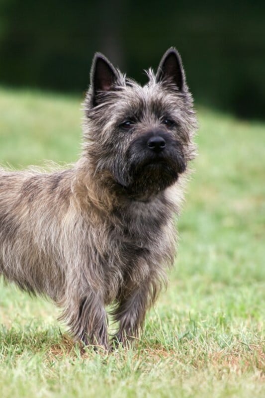 Cairn terrier