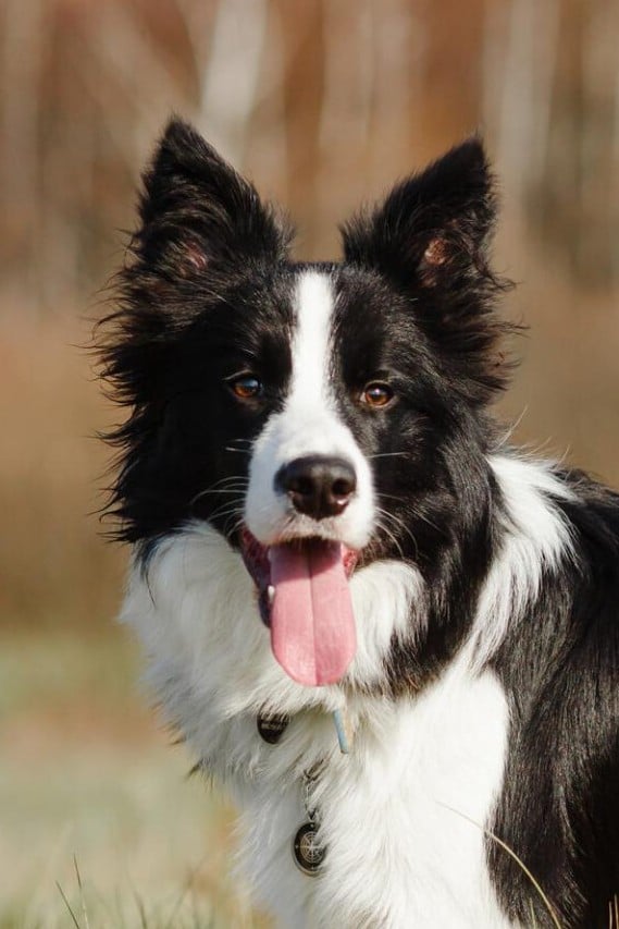 Border Collie
