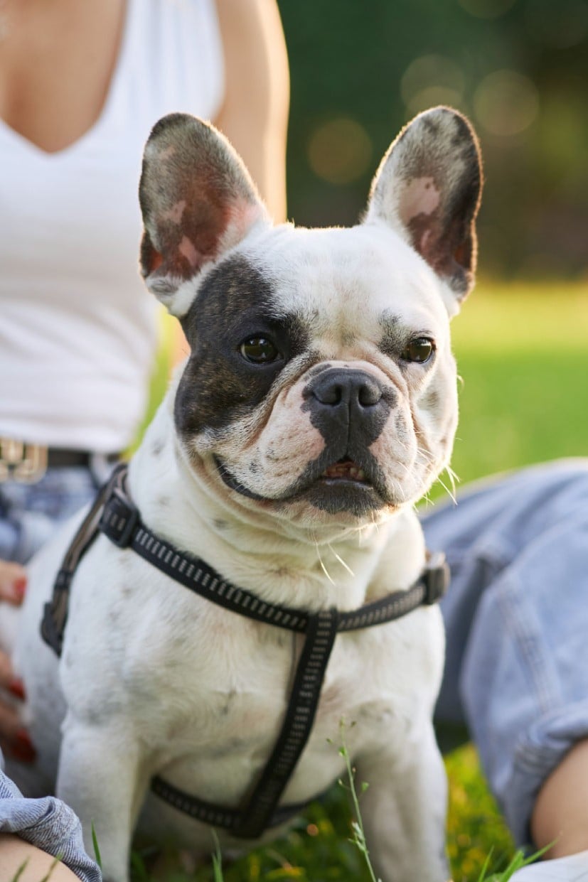 Bulldog Francés