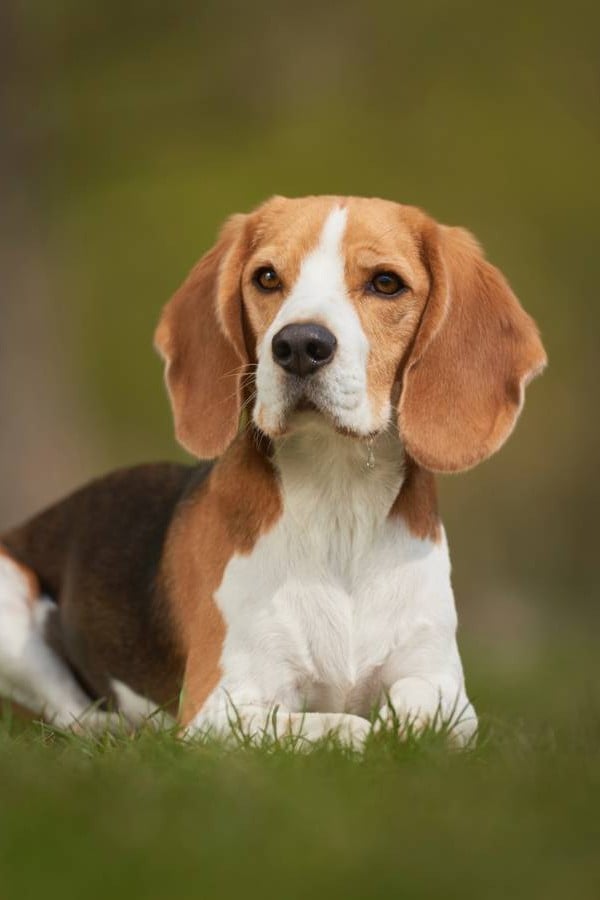 Beagle