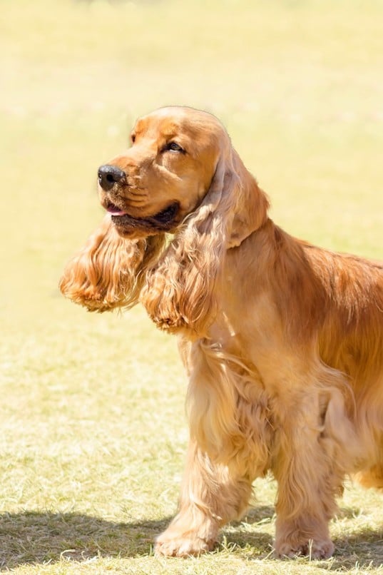 Cocker spaniel inglés