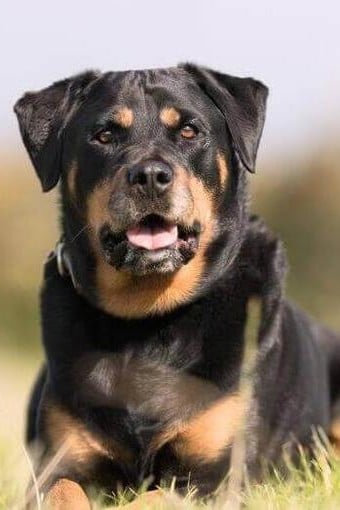 Rottweiler