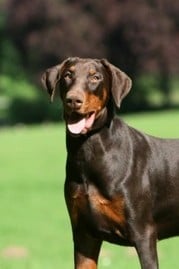 Doberman