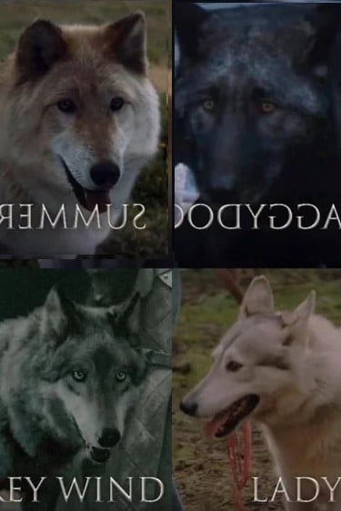 Huargos, Lady-Greywind-Shaggydog-Summer