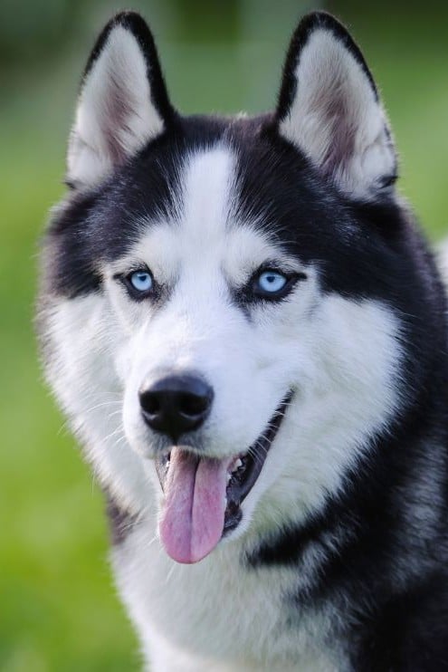 Husky Siberiano