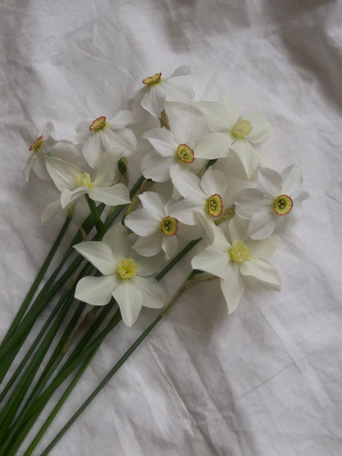 jonquils - march birth flower — represent new beginnings and resilience
