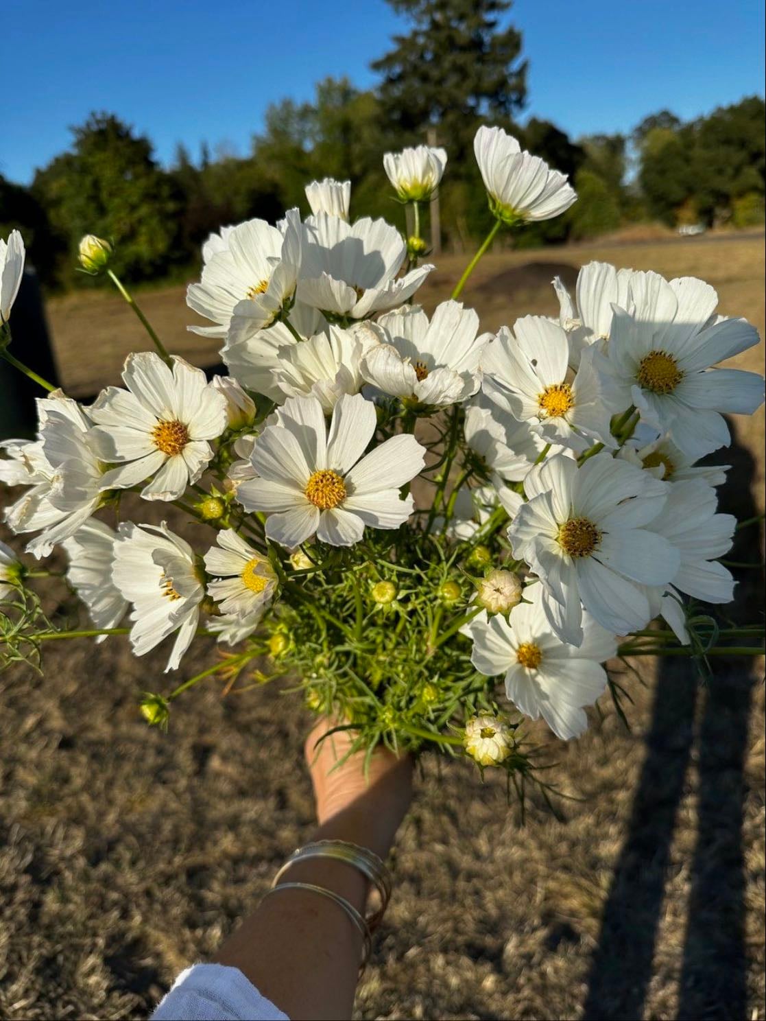 cosmos’ - october birth flower — represents loyalty and sincerity