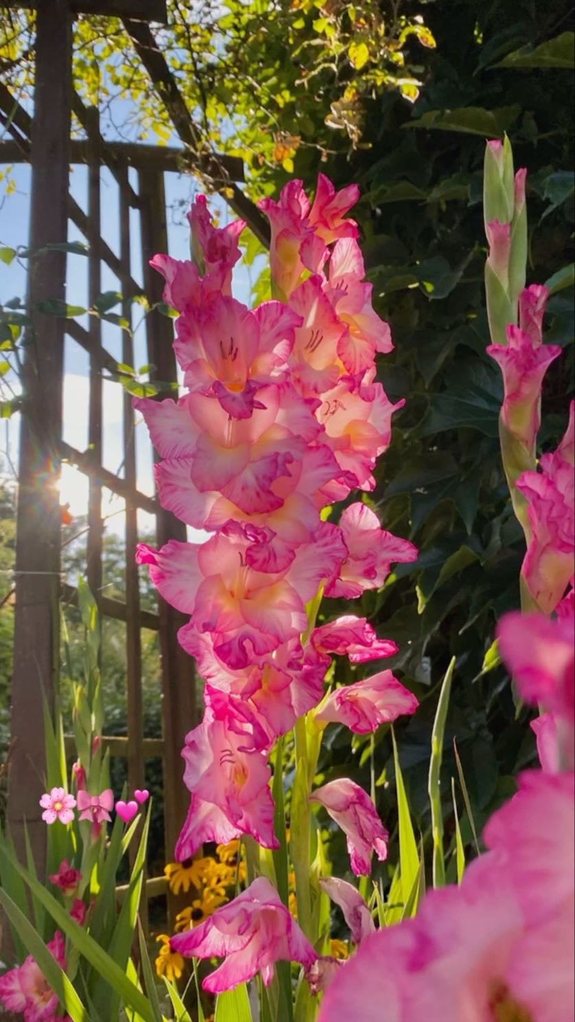 gladiolus - august birth flower — represents femininity and passion