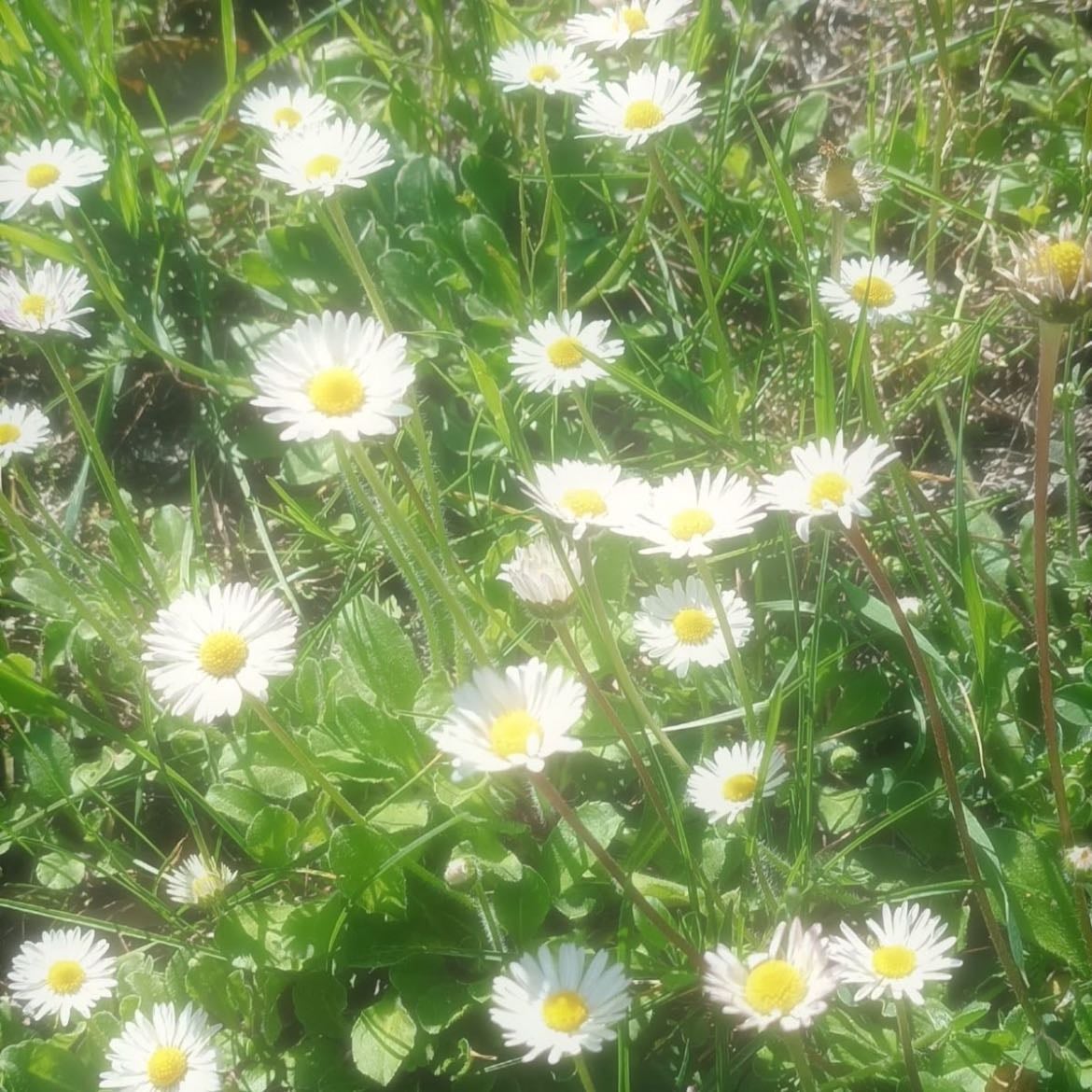 daisies - april birth flower — represent innocence and bliss