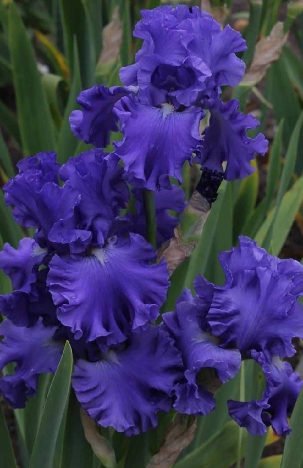 irises - february birth flower — represent faith and wisdom
