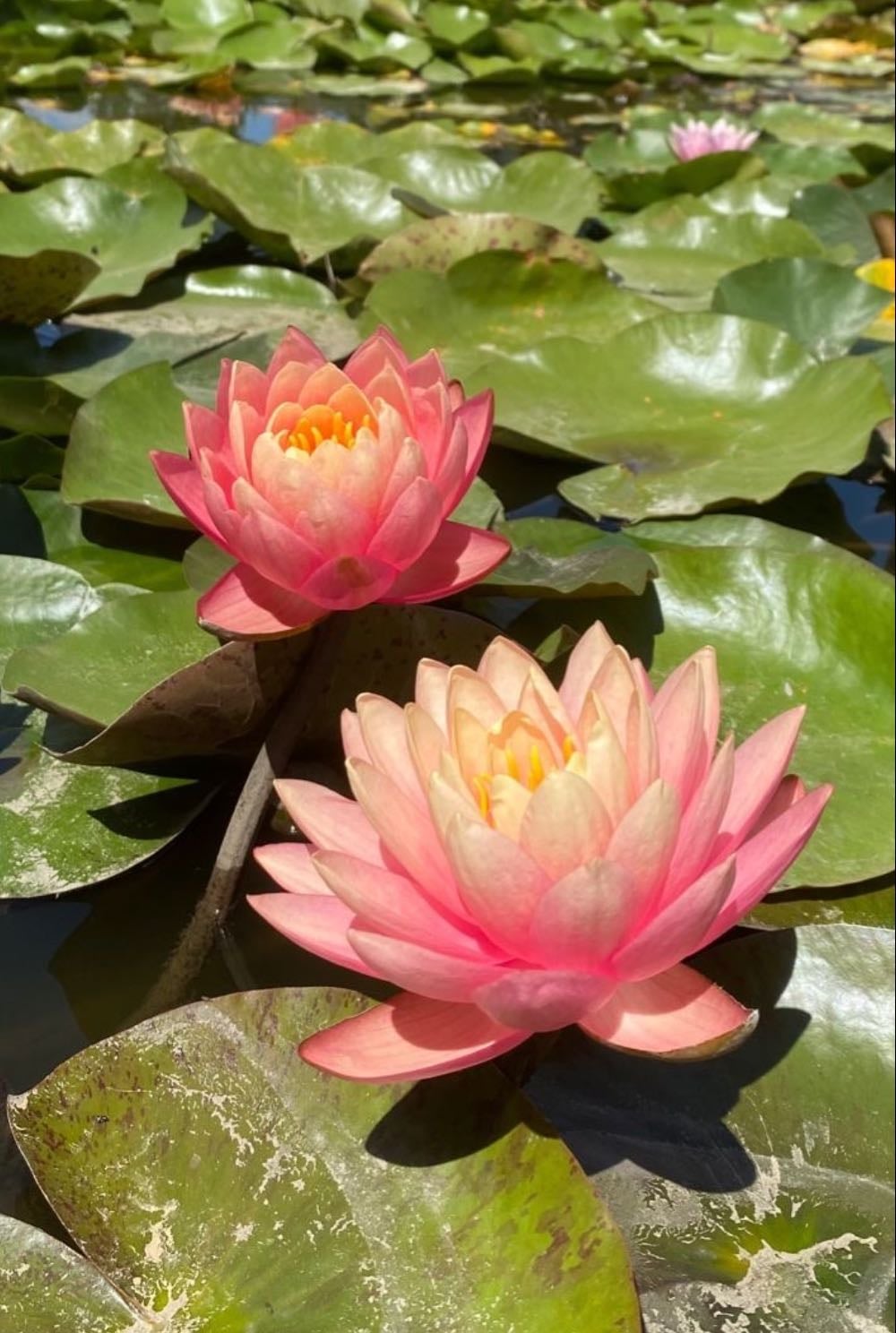 water lilies - july birth flower — represents devotion and prosperity