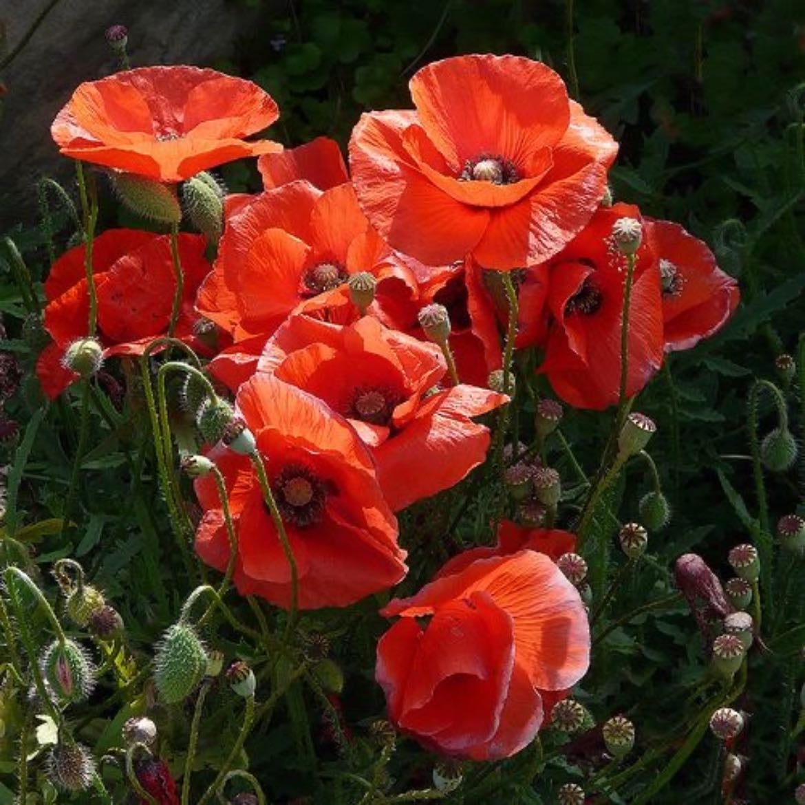 poppies - august birth flower — represents remembrance