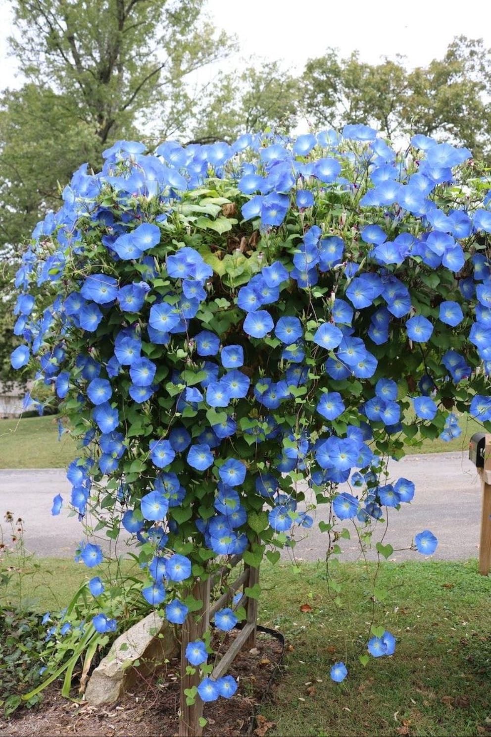 morning glories - september birth flower — represent affection and beauty of life