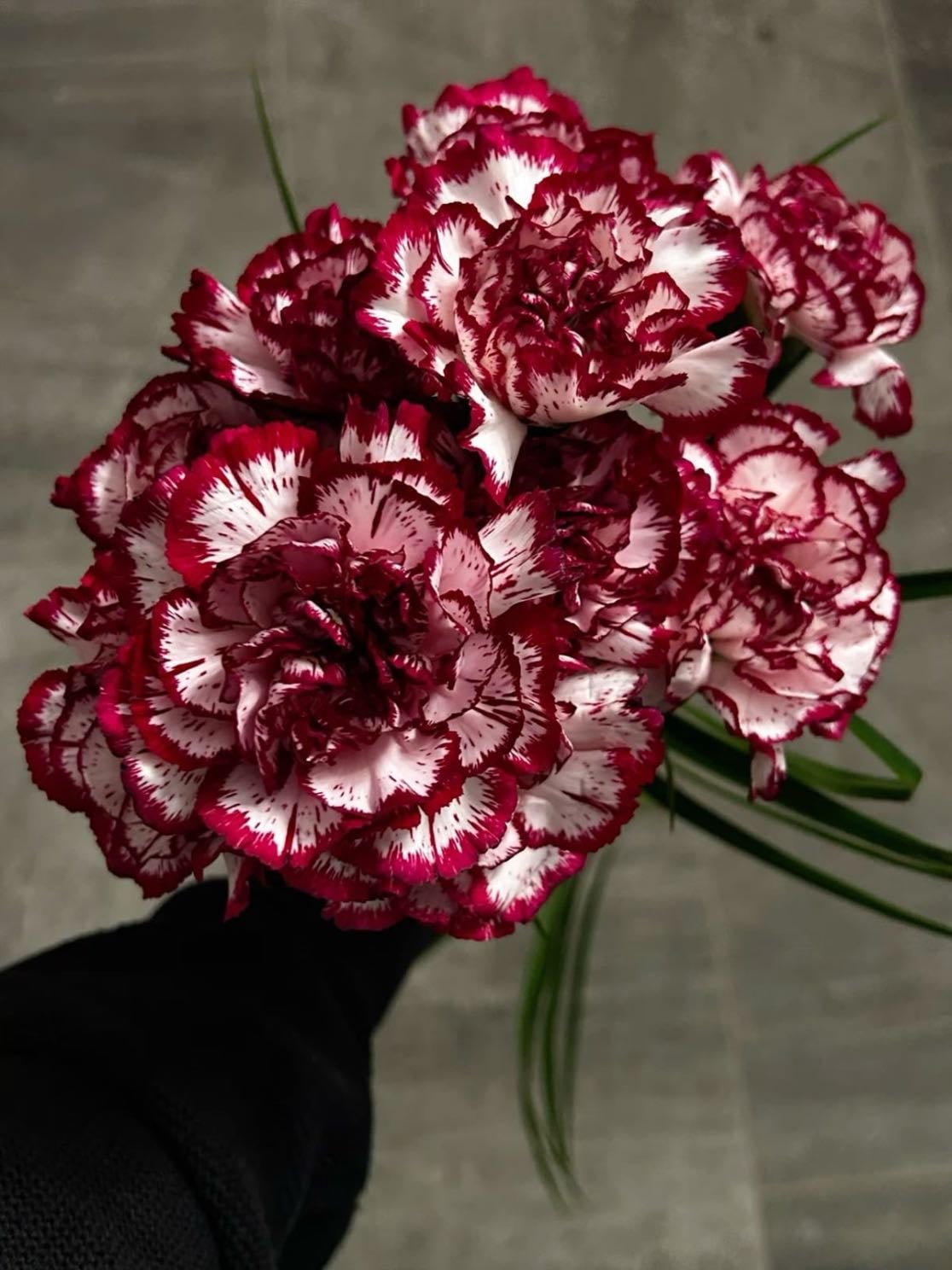 carnations - january birth flower — represent affection and admiration