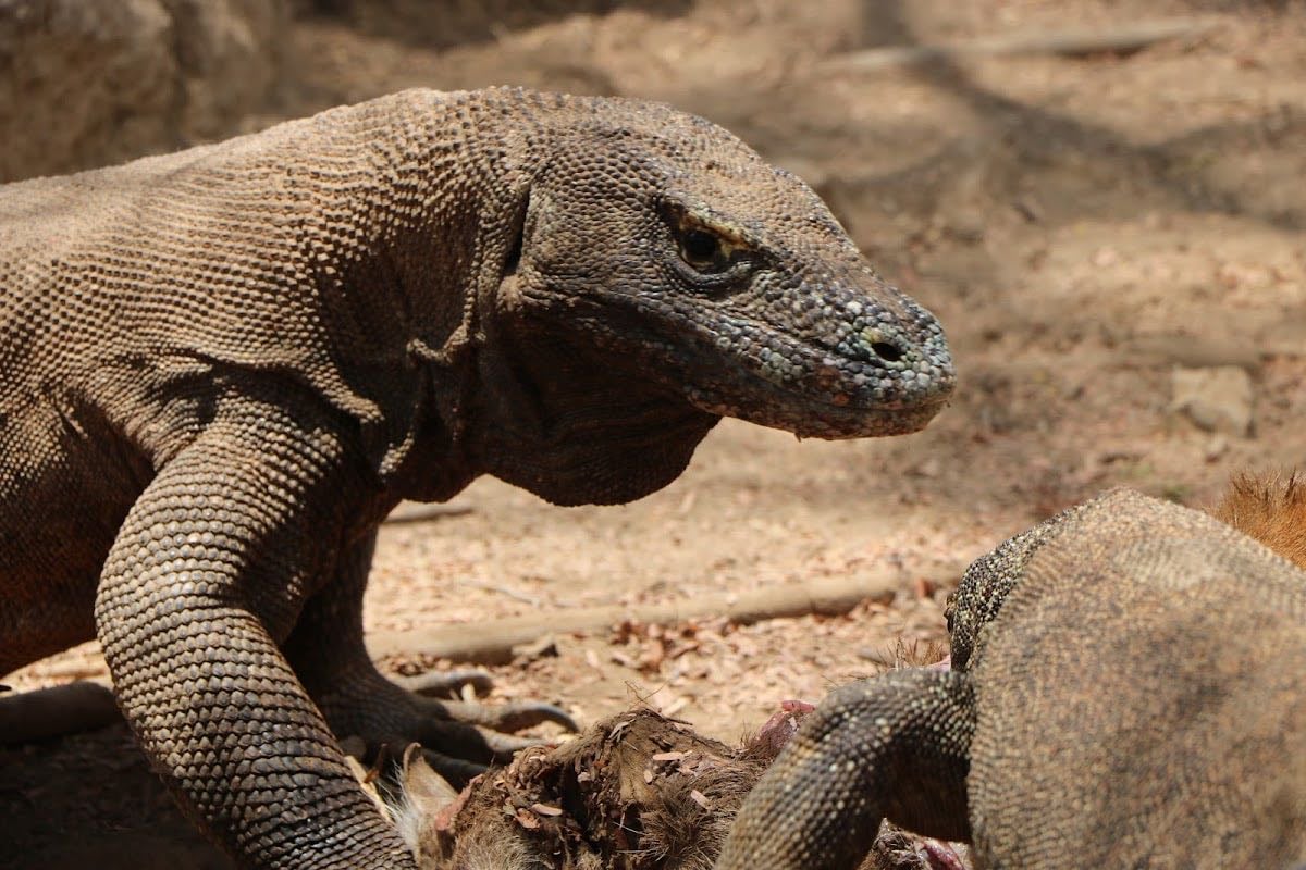 Komodo Island