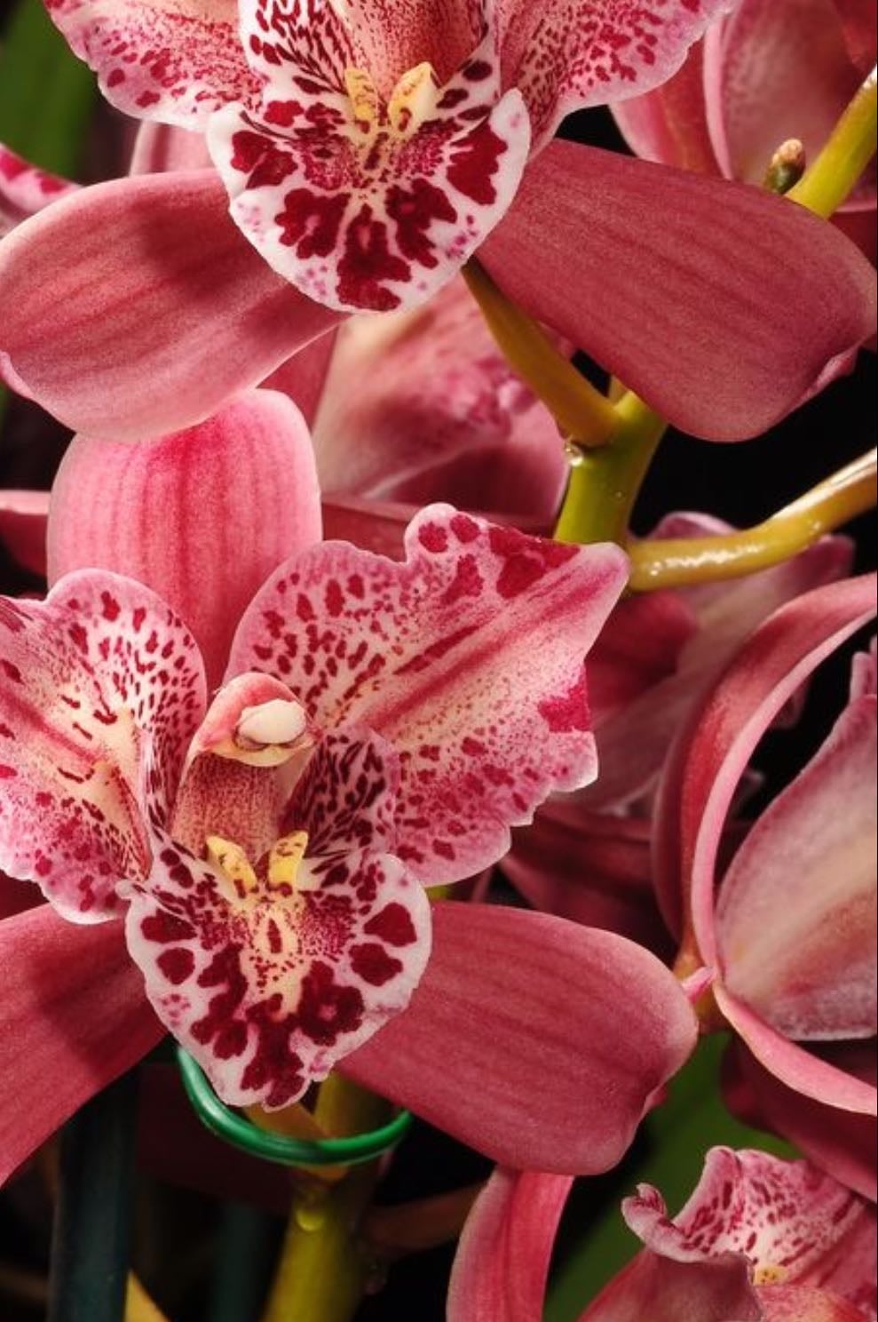 Orchid