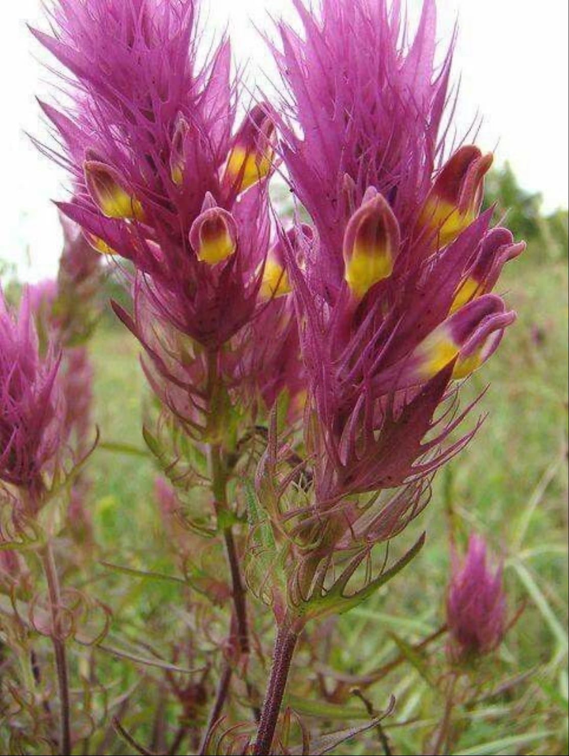Field Cow wheat - Melampyrum arvense
