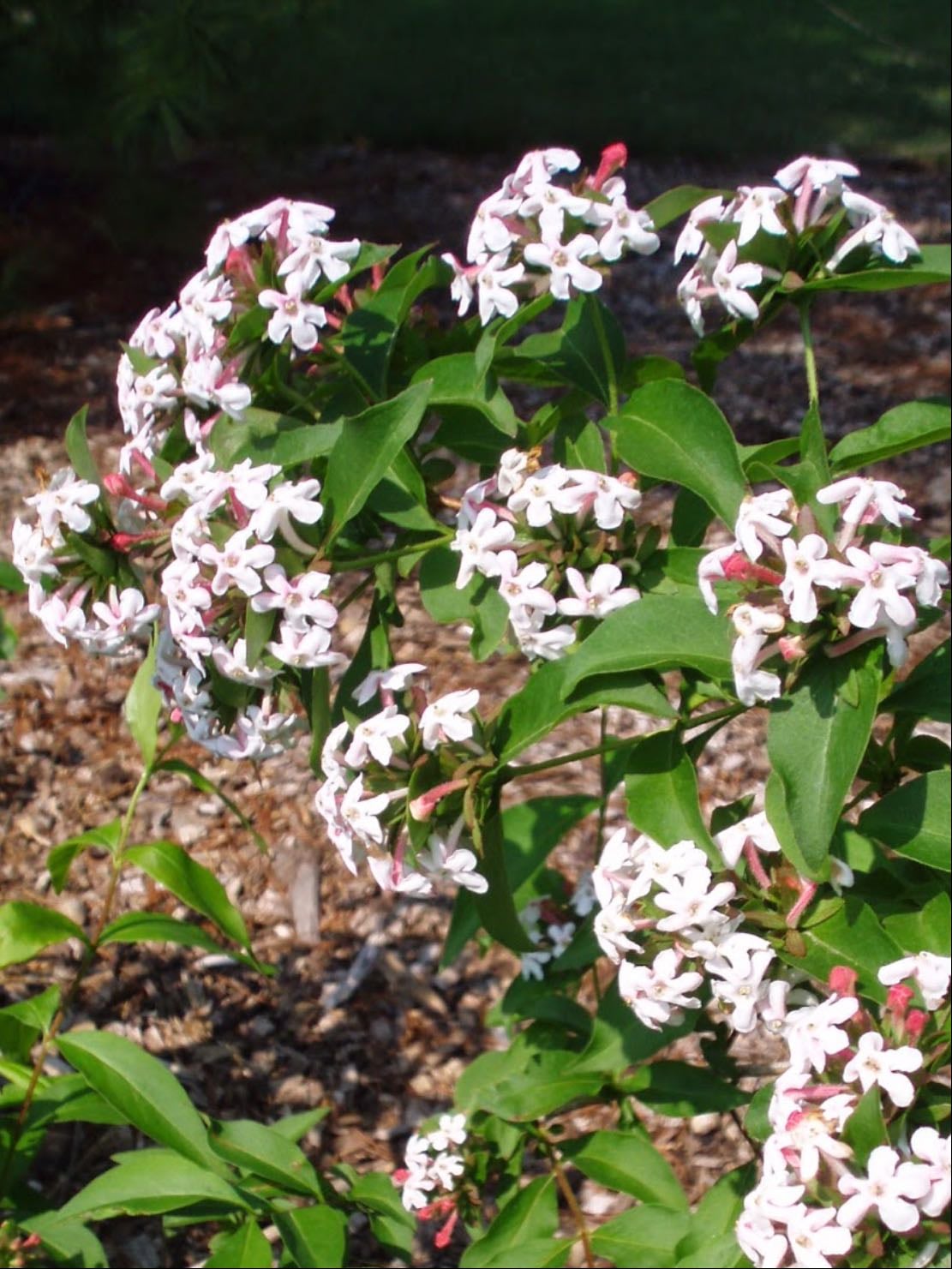 Fragrant Abelia - Zabelia tyaihyoni