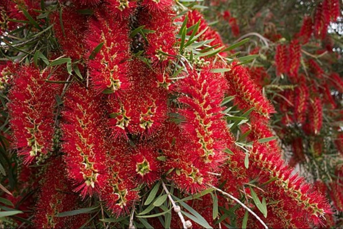 Red Weeping Bottlebrush - Melaleuca viminalis