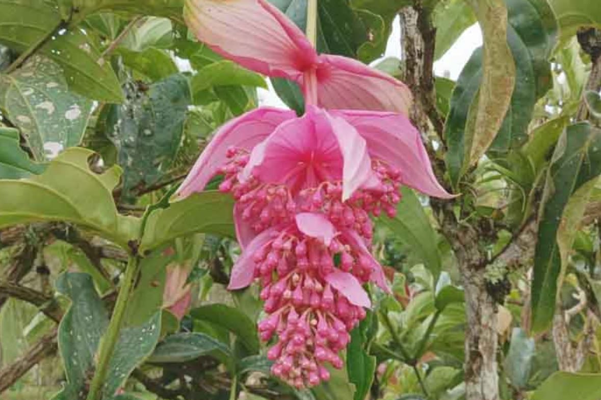 Rose grape - Medinilla Magnifica