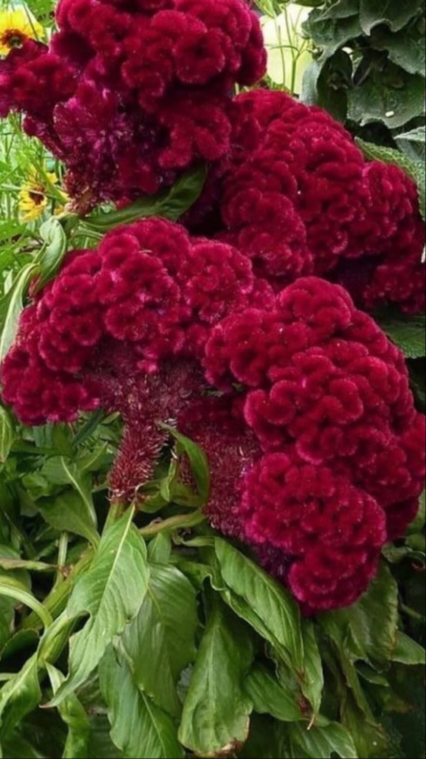 Red Cockscomb - Celosia cristata