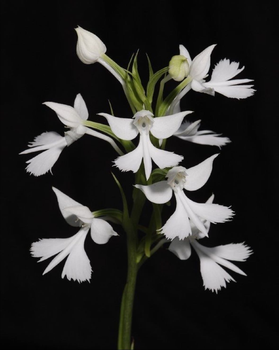 Toothed Habenaria - Habenaria dentata