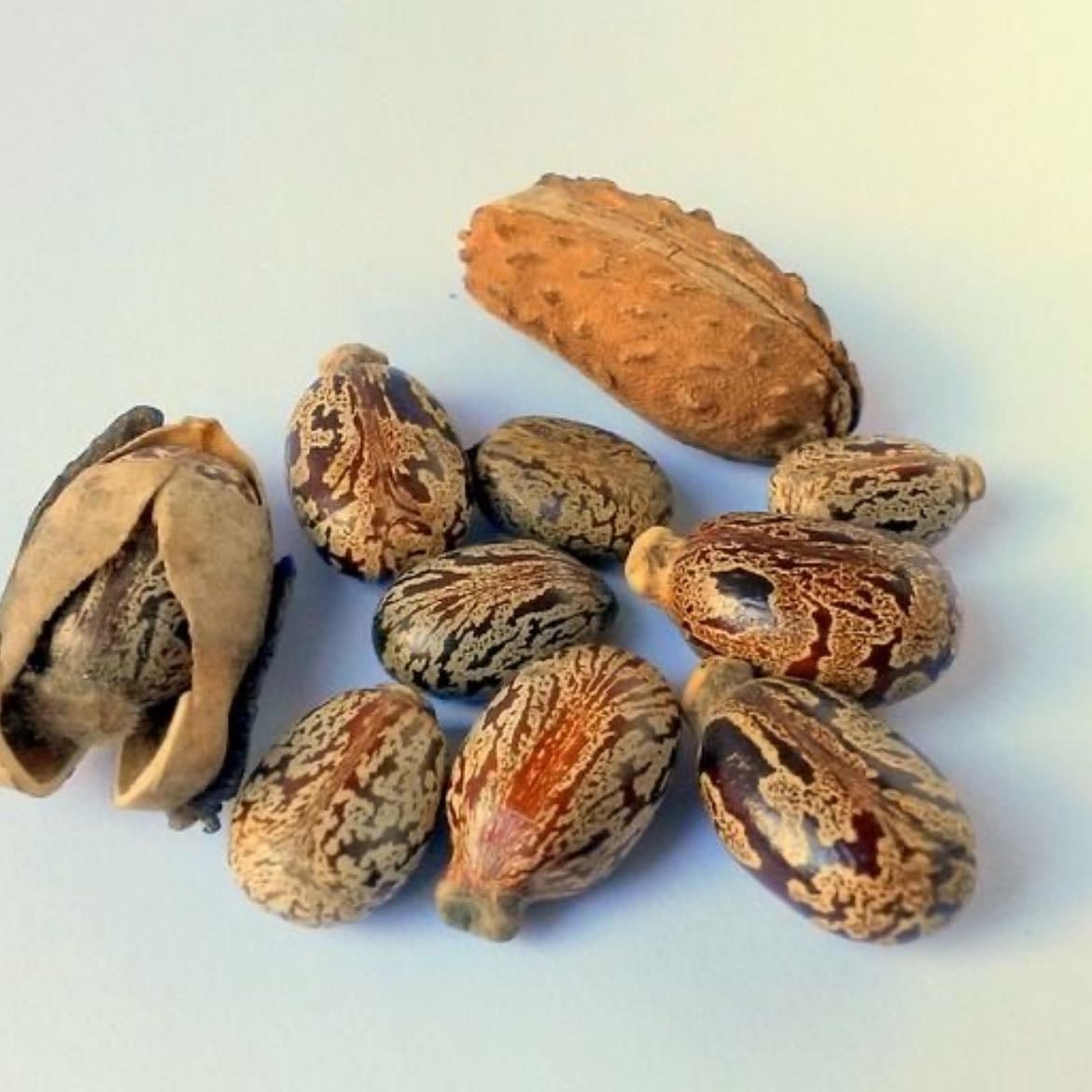Aceite de ricino - Engrosa, estimula el crecimiento, fortalece las raíces y pestañas/cejas también.
Ideal para cabello fino, débil, con zonas con poco volumen.