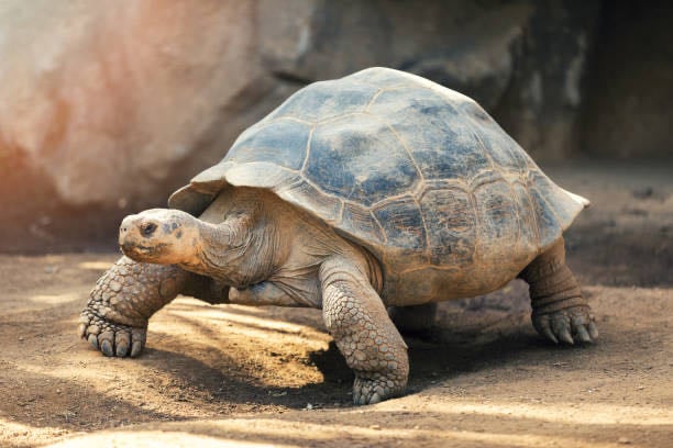 Galápagos Islands