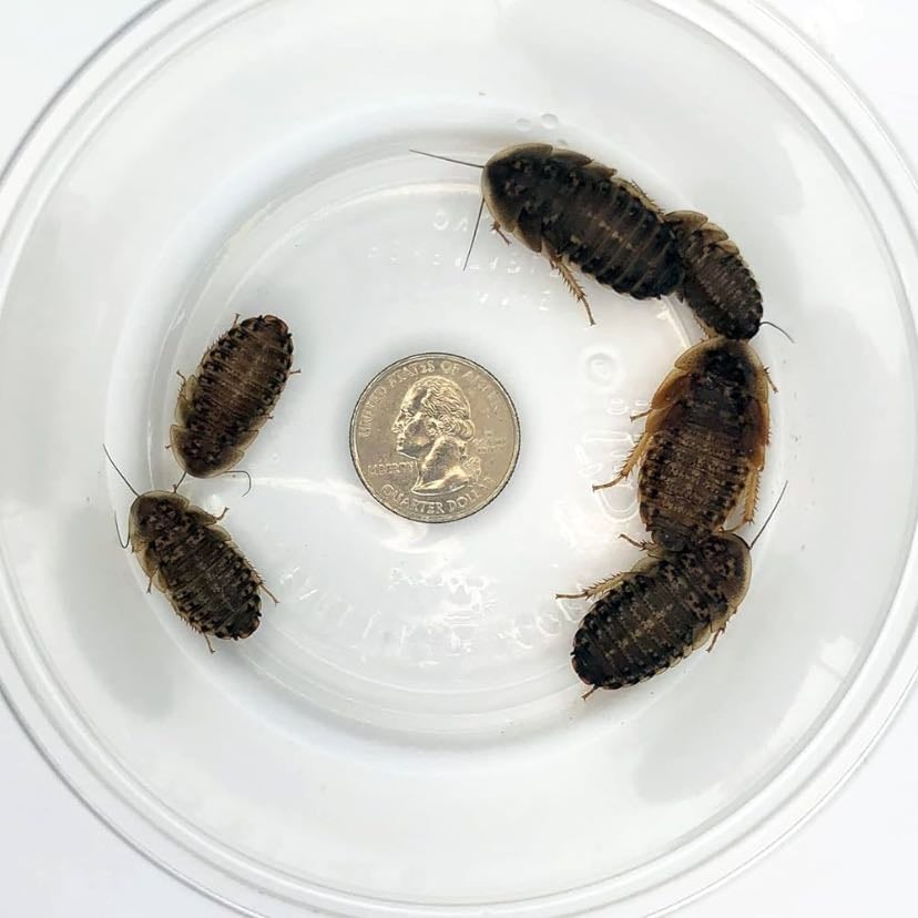 Me salió una cucaracha en la taza - Neta que horrible experiencia