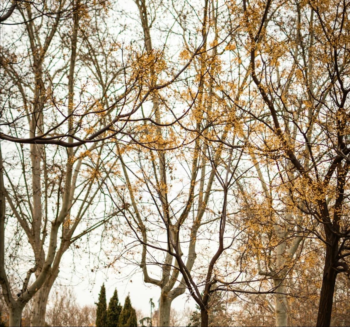 ✨ Sweet Spots — Parque de Berlín, Ciudad Jardín - Places hypelist by Carlos Fesser