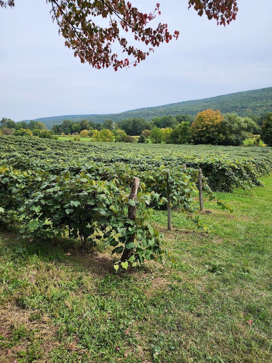 naples grape festival - (last weekend of september) vendors, grape eats, live music
