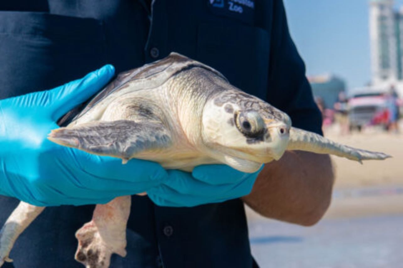 Work with wild sea turtles