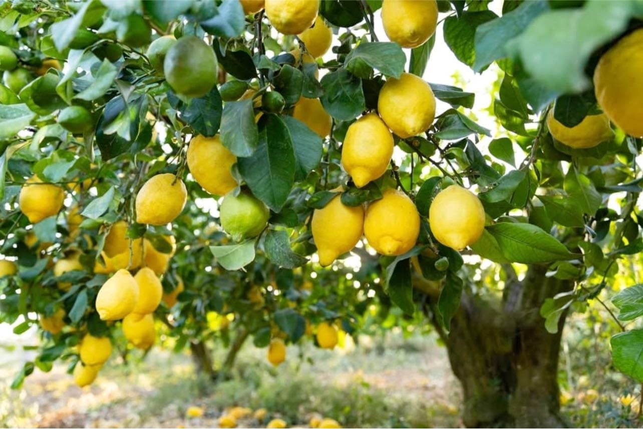 Grow a fruit tree