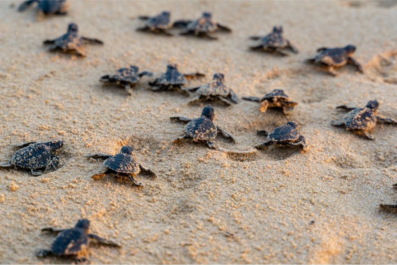 Watch turtles hatching