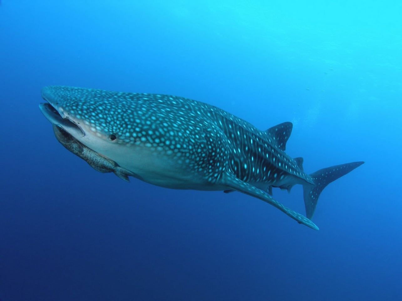 See wild whale sharks