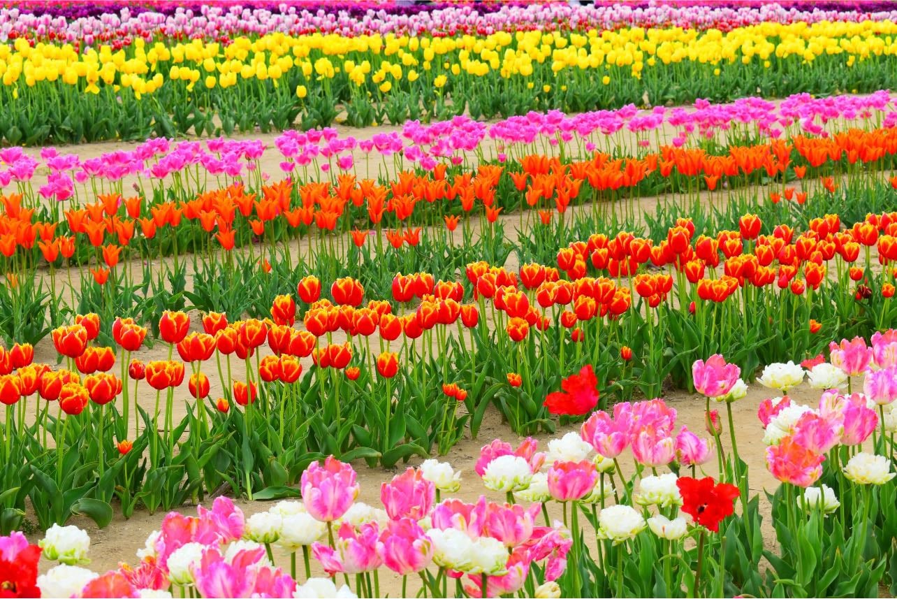 Stroll tulip fields