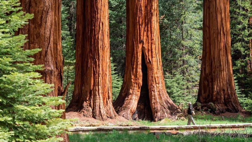 Sequoia National Park