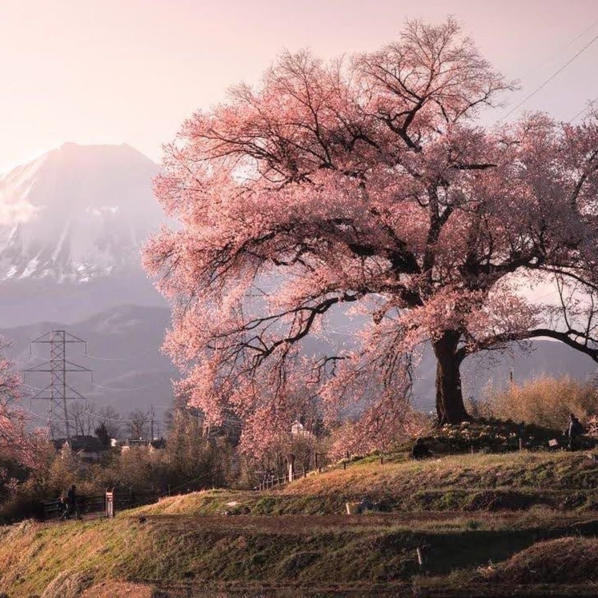 Cerezo - Belleza efímera, renacimiento, dulzura breve